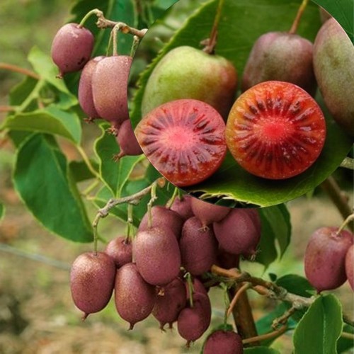 Actinidia arguta 'Hardy Red' - Teravahambuline aktiniidia 'Hardy Red' C1/1L